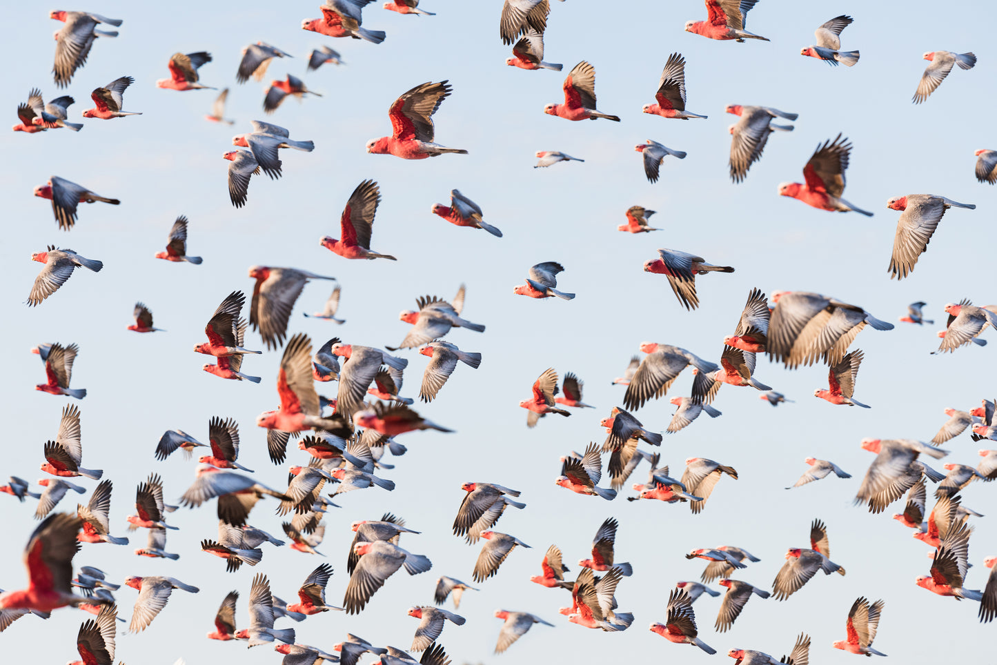 GRONG GRONG GALAH'S
