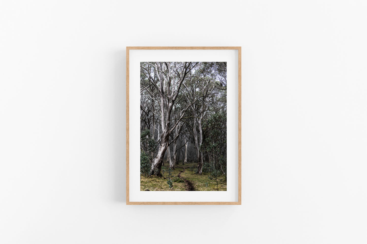 HIGH COUNTRY TREE'S