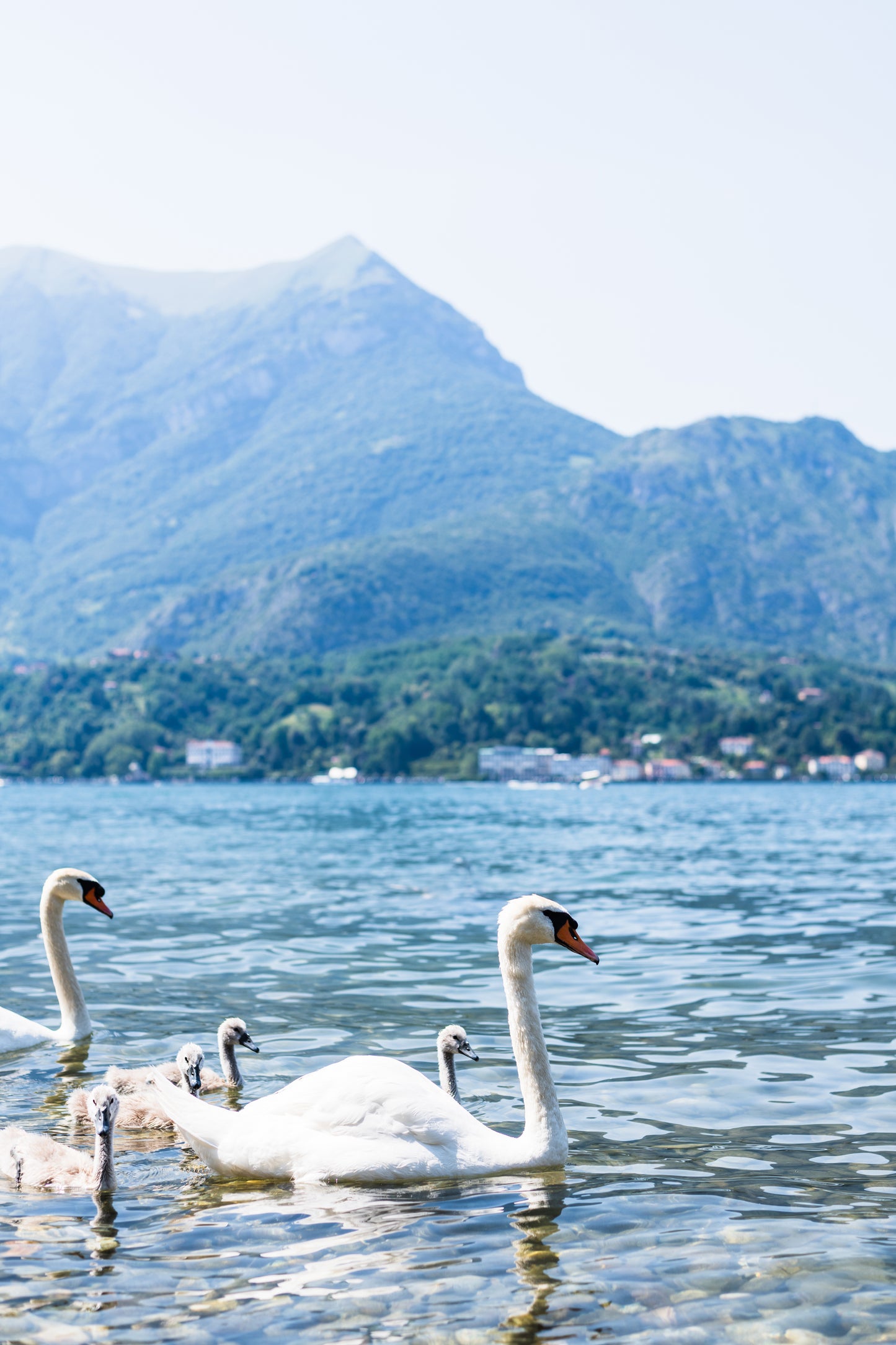 SWAN LAKE