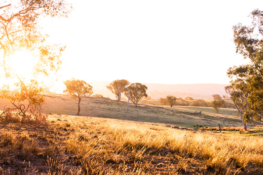 GOLDEN HOUR