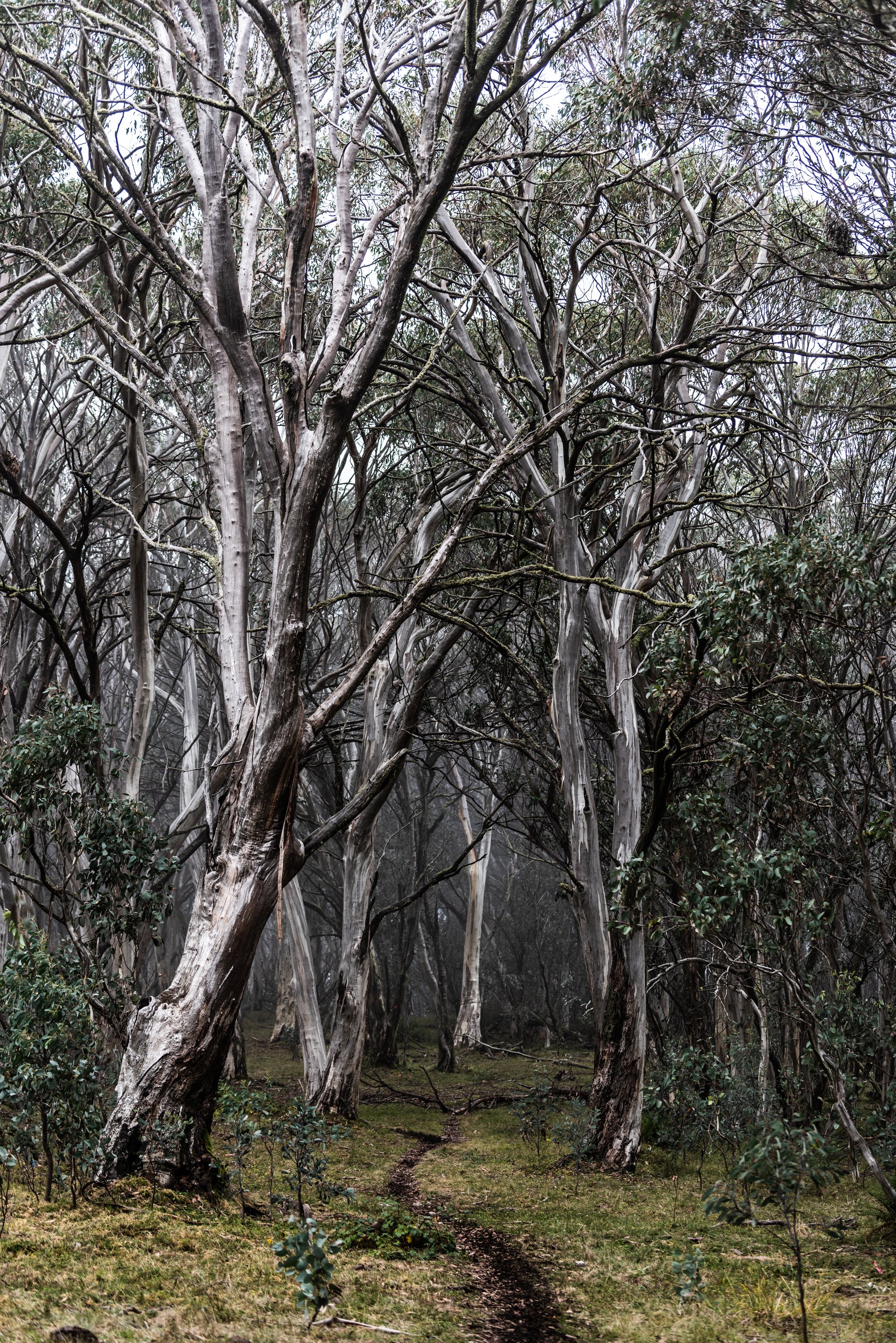 HIGH COUNTRY TREE'S – Rachael Lenehan Photography