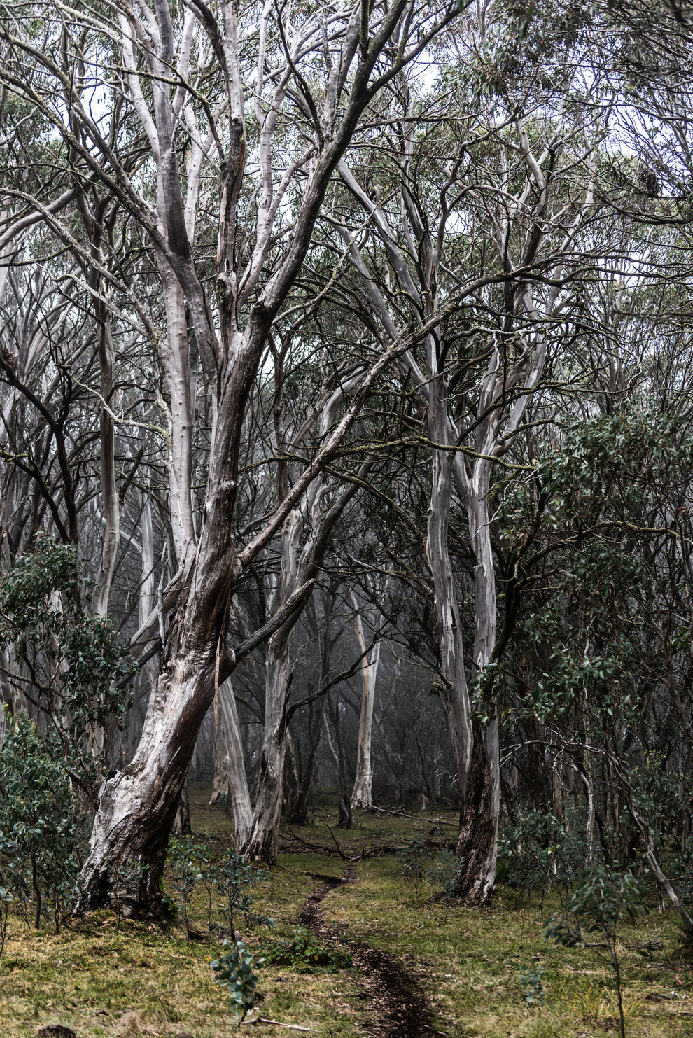 Countyry Tree HIGH COUNTRY TREE'S – Rachael Lenehan Photography