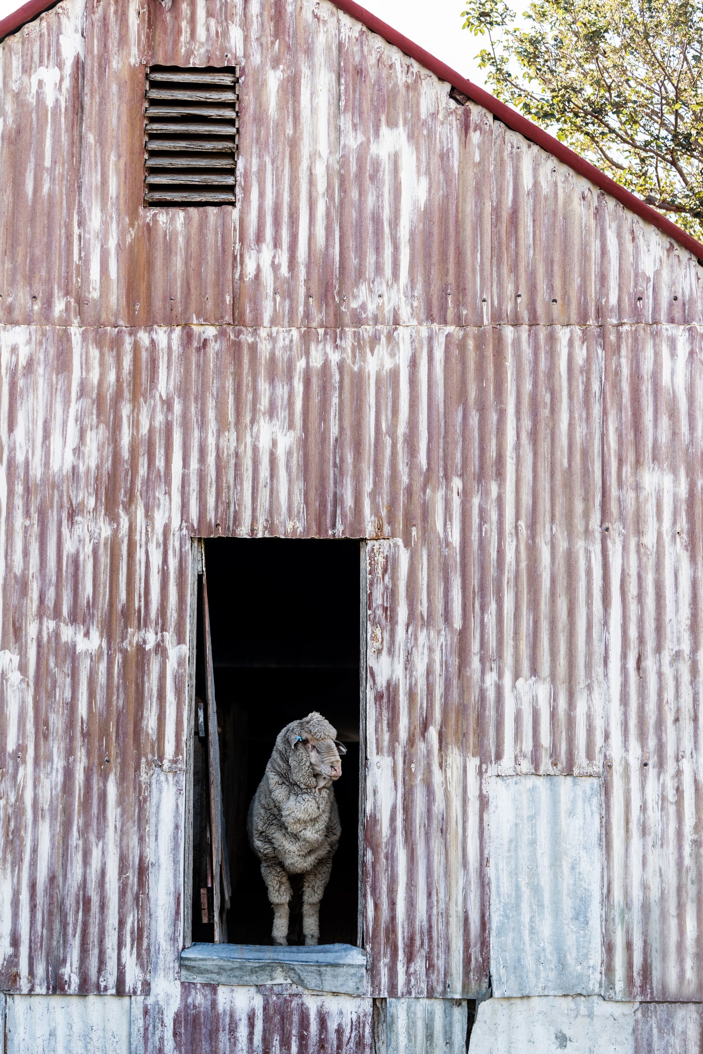 KING OF THE CASTLE