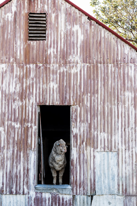 KING OF THE CASTLE