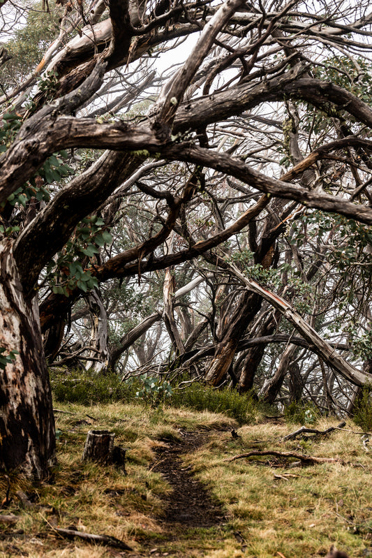 OFF THE BEATEN TRACK