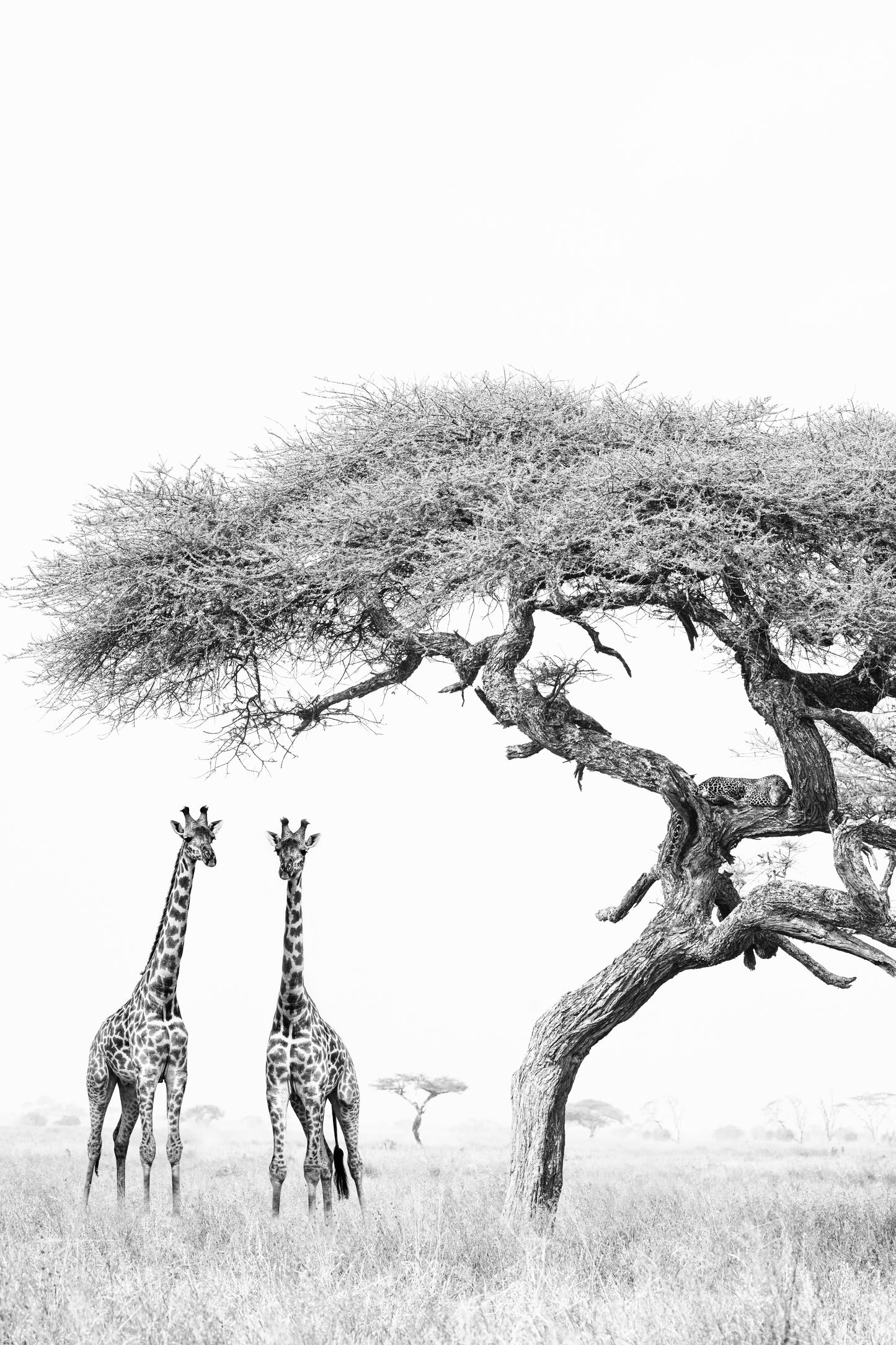 'THE GIRAFFE'S AND THE LEOPARD'