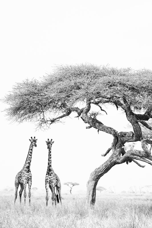 'THE GIRAFFE'S AND THE LEOPARD'