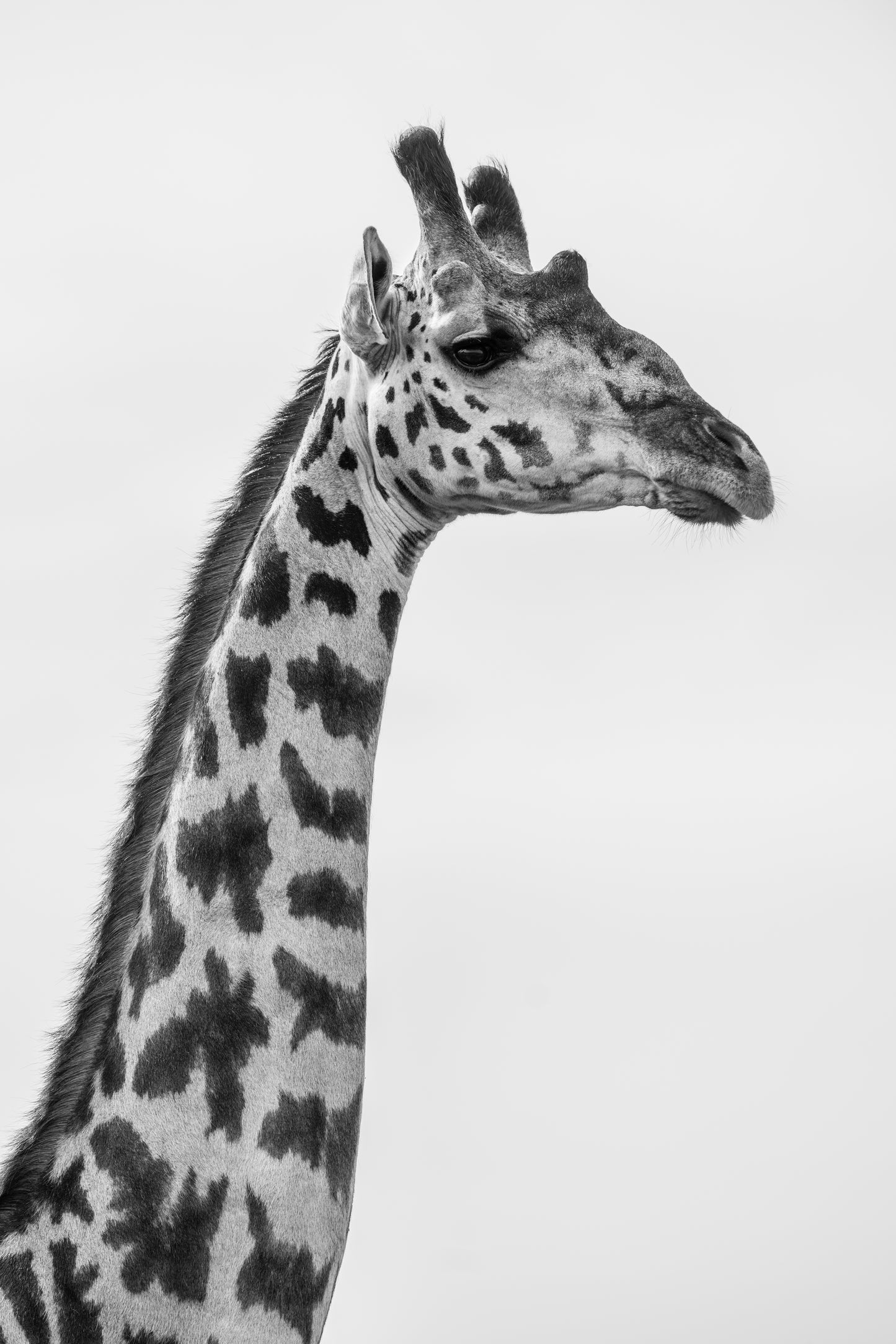 'THE GIRAFFE'