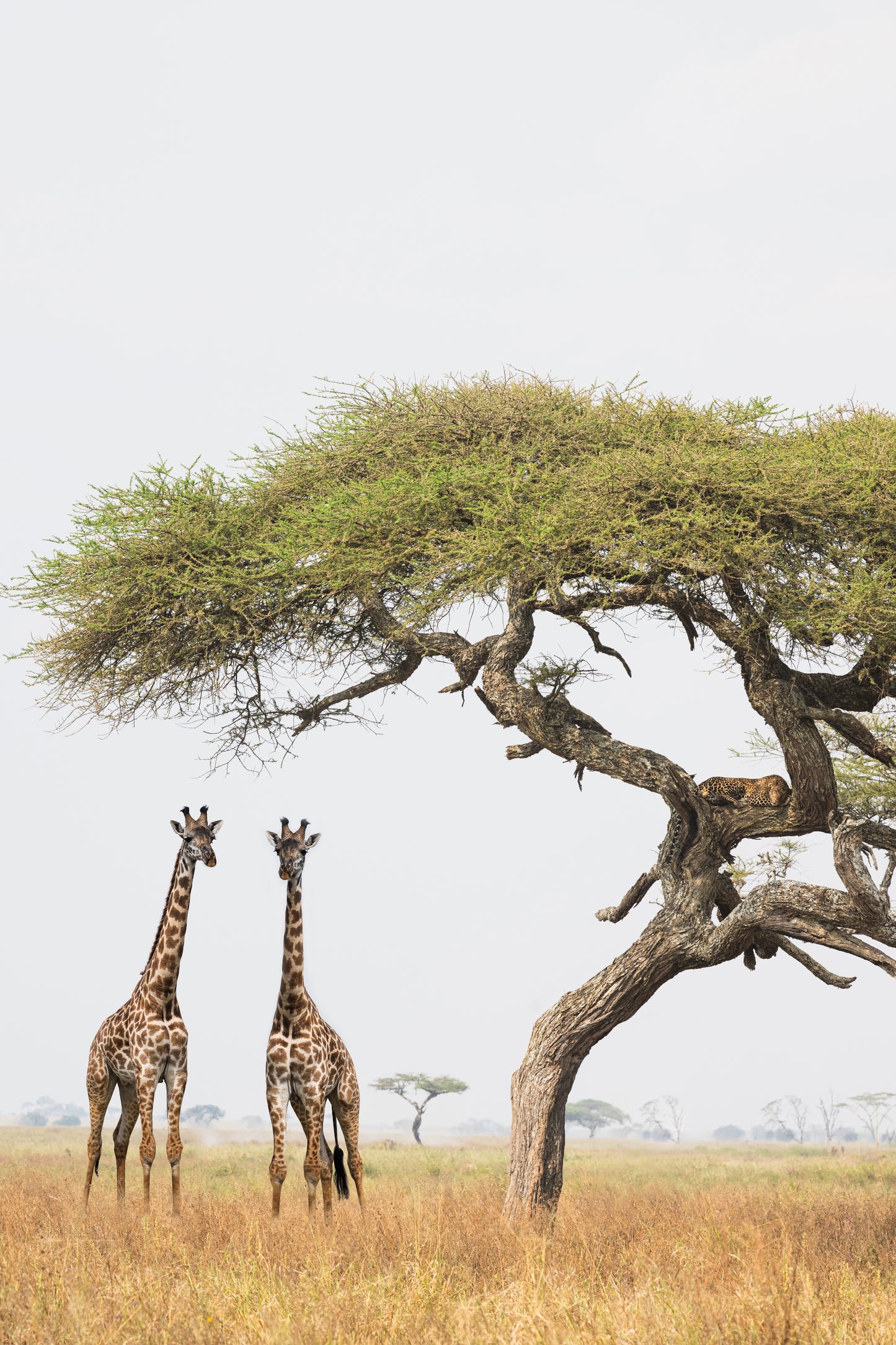 'THE GIRAFFE'S AND THE LEOPARD'